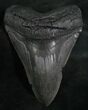 Massive Megalodon Tooth - Foot Shark #8165-2